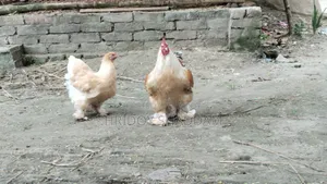Brahma Chicken