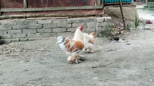 ব্রাহমা মুরগি