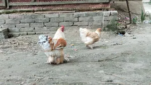 ব্রাহমা মুরগি