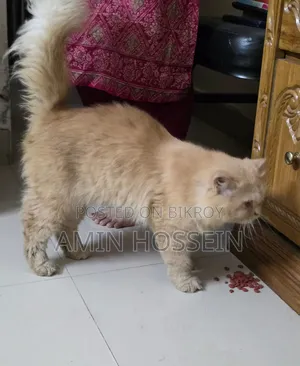 6-12 Months Male Purebred Persian