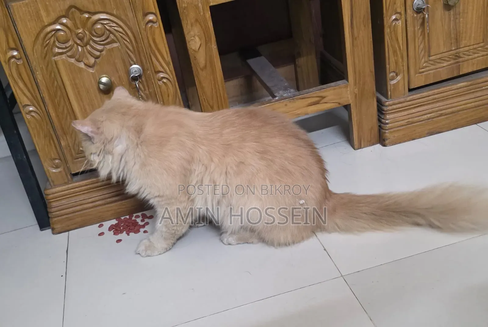 6-12 Months Male Purebred Persian