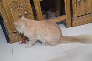 6-12 Months Male Purebred Persian