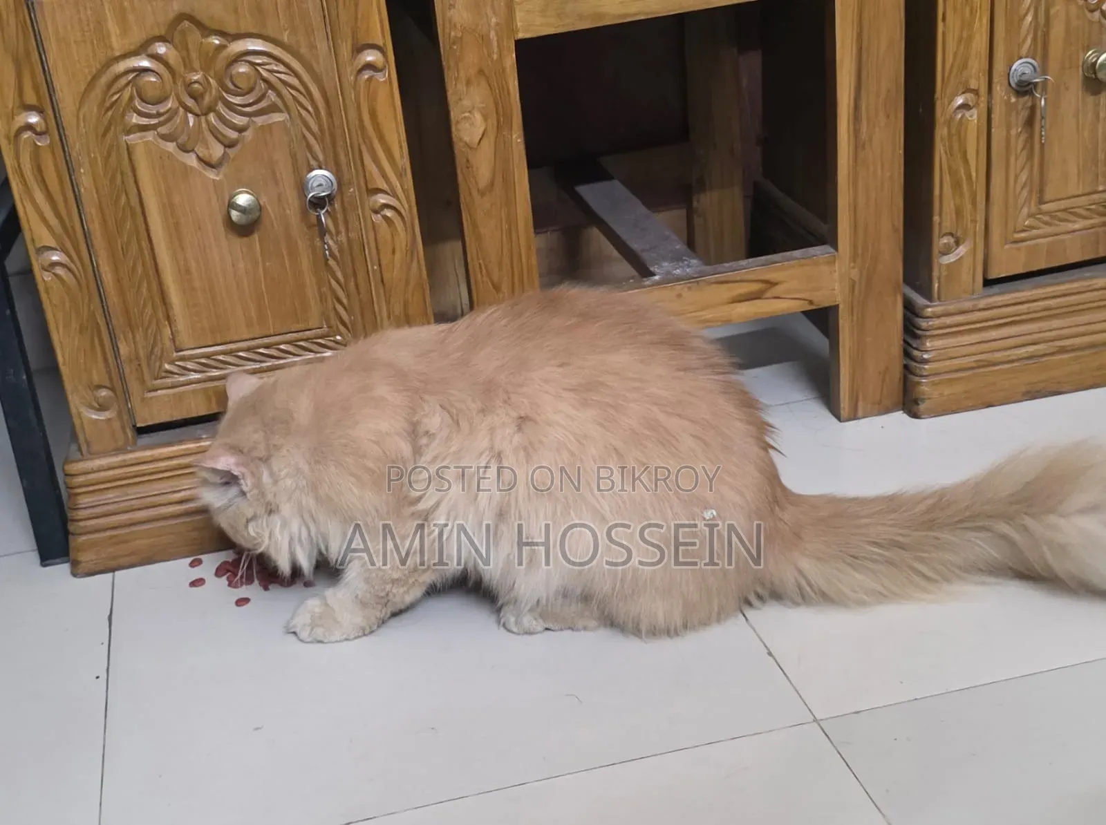 6-12 Months Male Purebred Persian