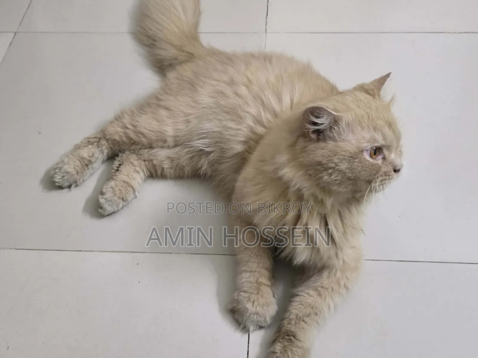6-12 Months Male Purebred Persian