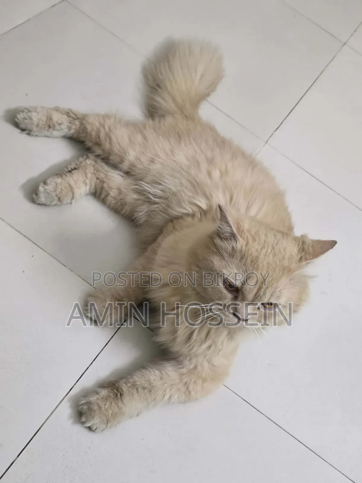 6-12 Months Male Purebred Persian