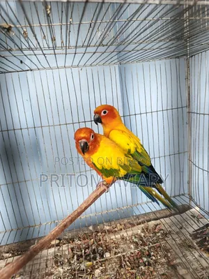 সান কনিউয়ার এডাল্ট পেয়ার