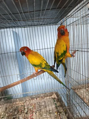 সান কনিউয়ার এডাল্ট পেয়ার