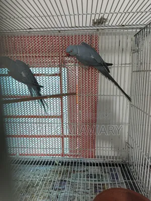 গ্রে রিংনেক অ্যাডাল্ট পেয়ার
