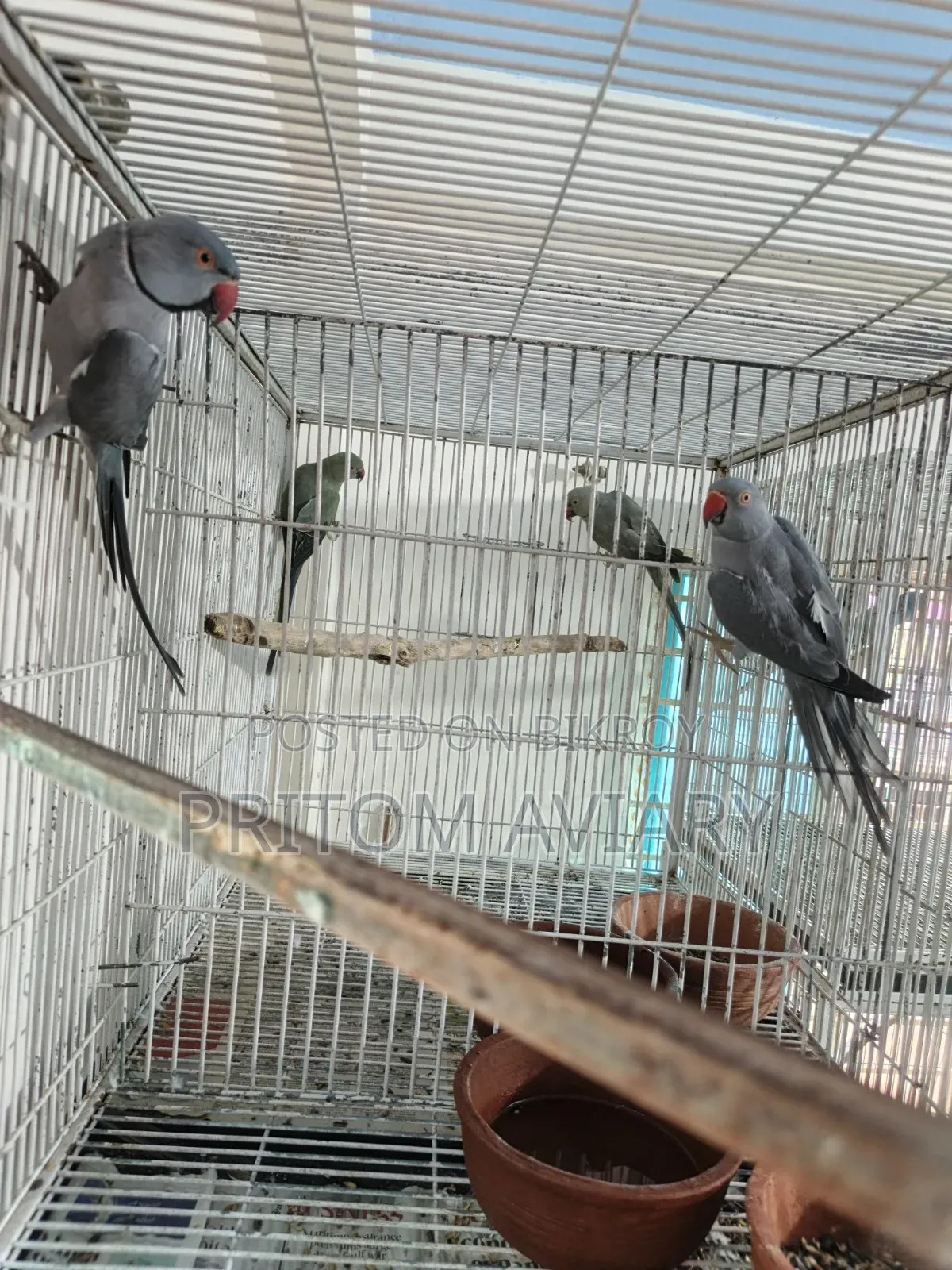 Grey Ringneck Adult Pair