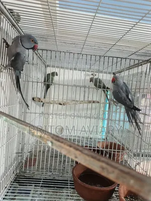 Grey Ringneck Adult Pair