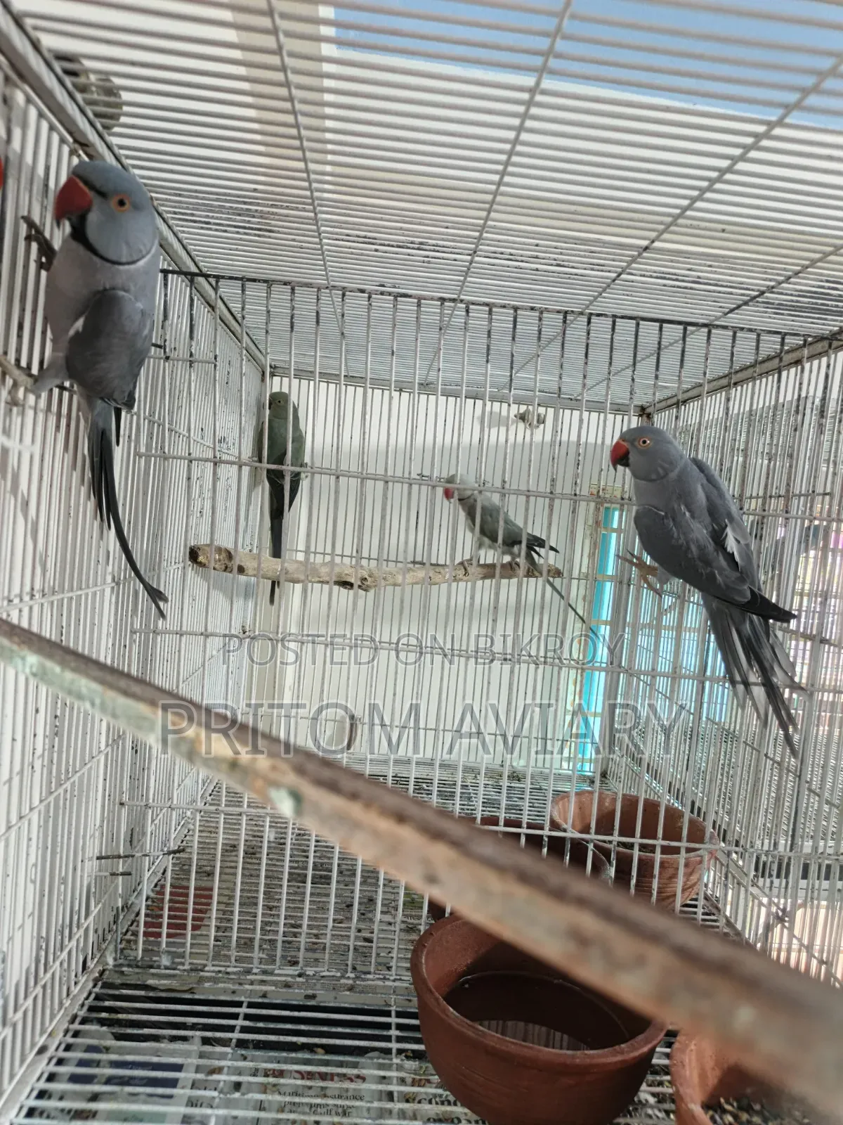 Grey Ringneck Adult Pair