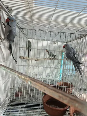 Grey Ringneck Adult Pair
