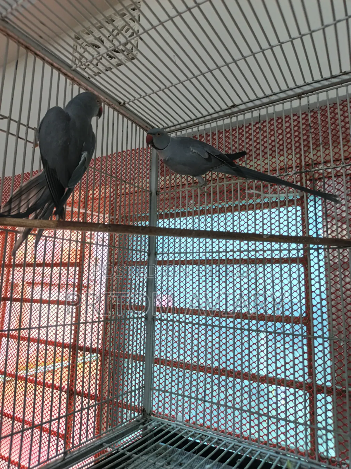 Grey Ringneck Adult Pair