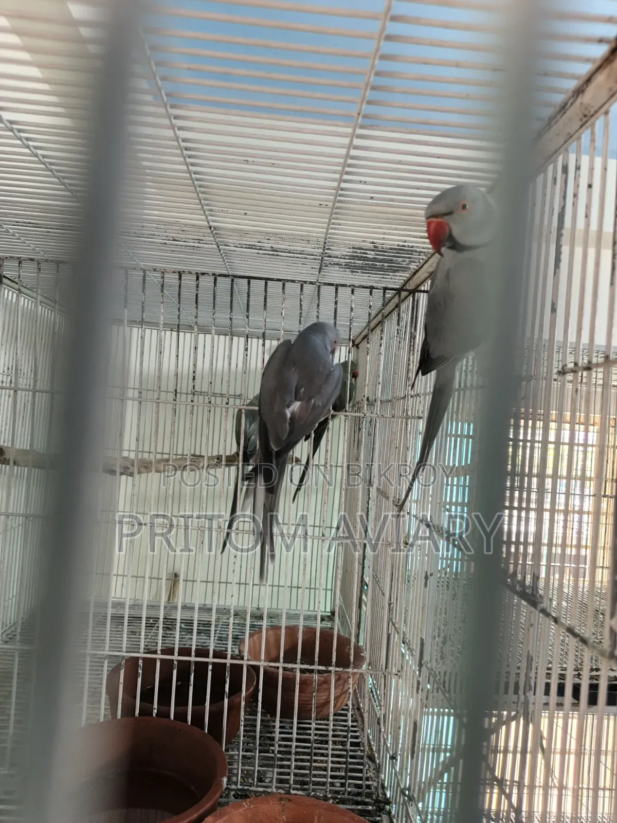 Grey Ringneck Adult Pair