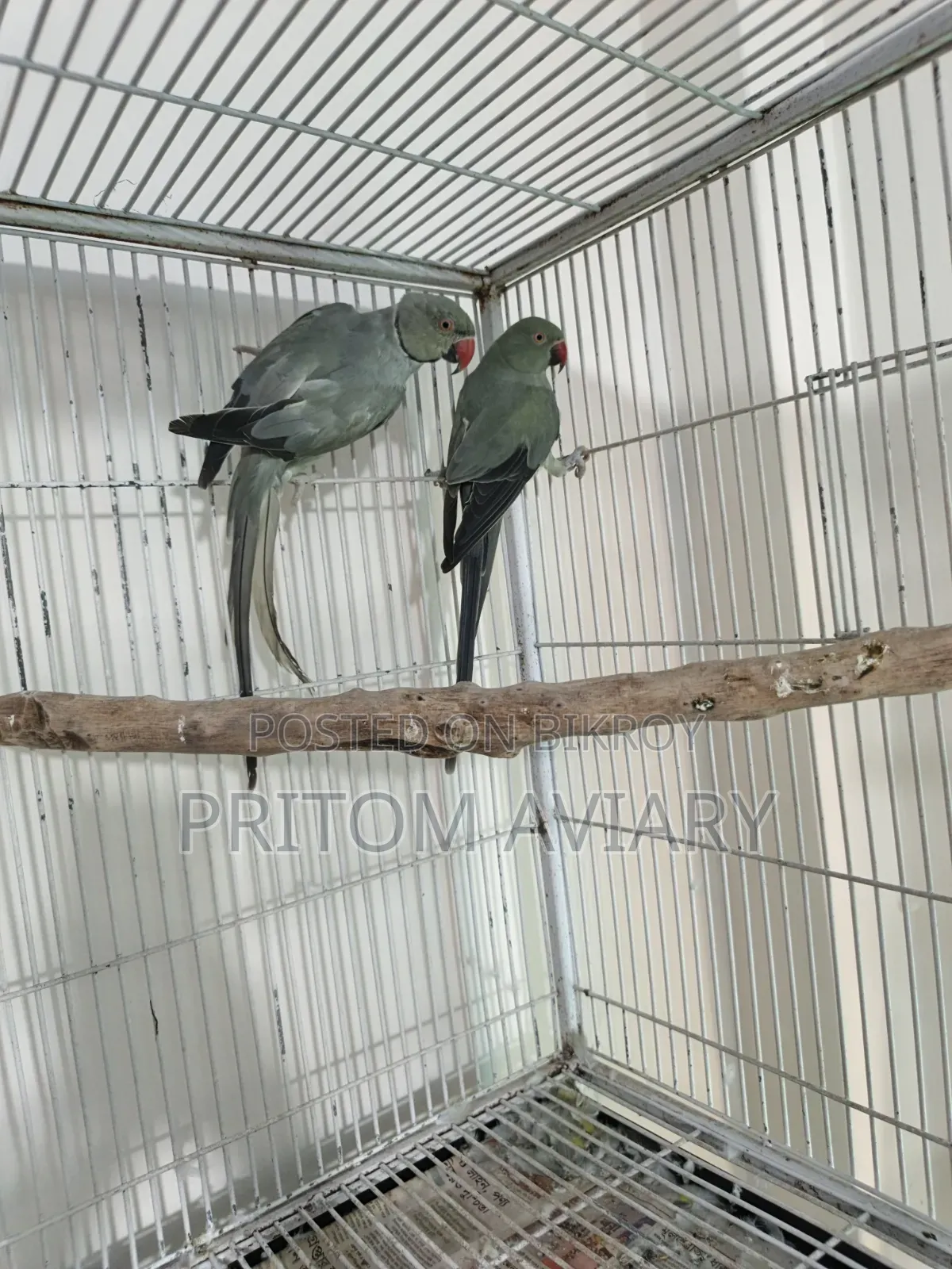 Turquoise Grey Ringneck
