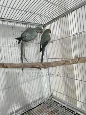 Turquoise Grey Ringneck
