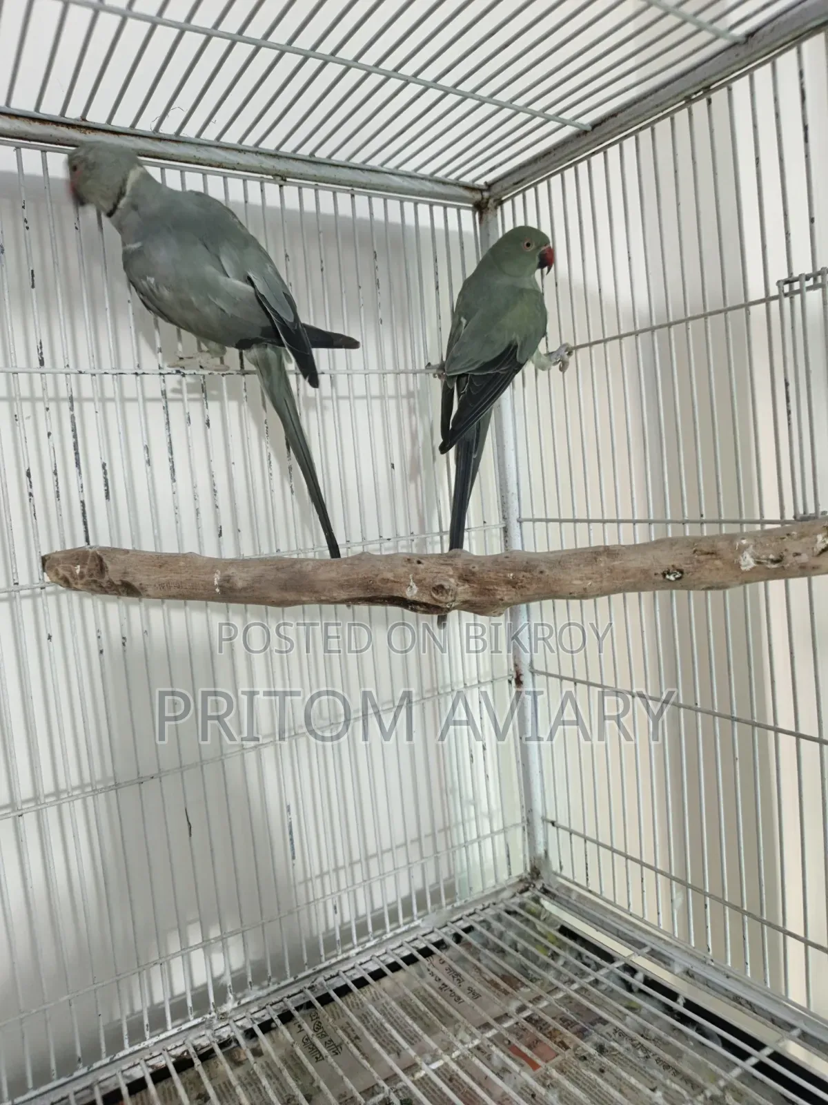 Turquoise Grey Ringneck
