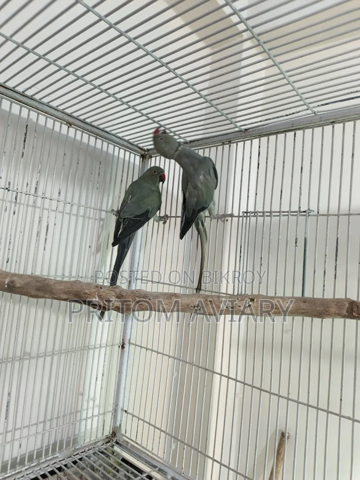Turquoise Grey Ringneck