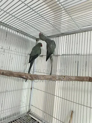 Turquoise Grey Ringneck