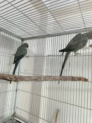 Turquoise Grey Ringneck