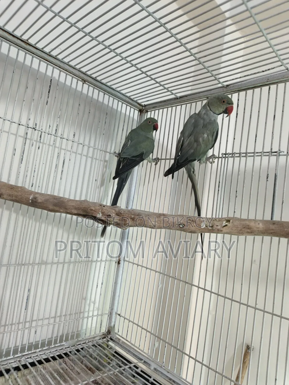 Turquoise Grey Ringneck