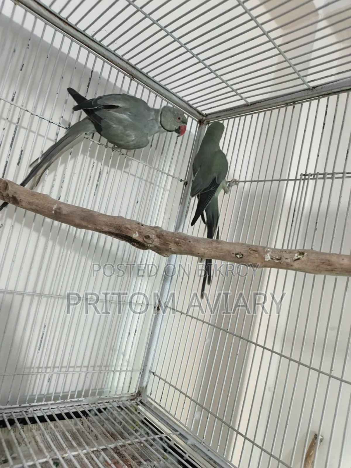 Turquoise Grey Ringneck