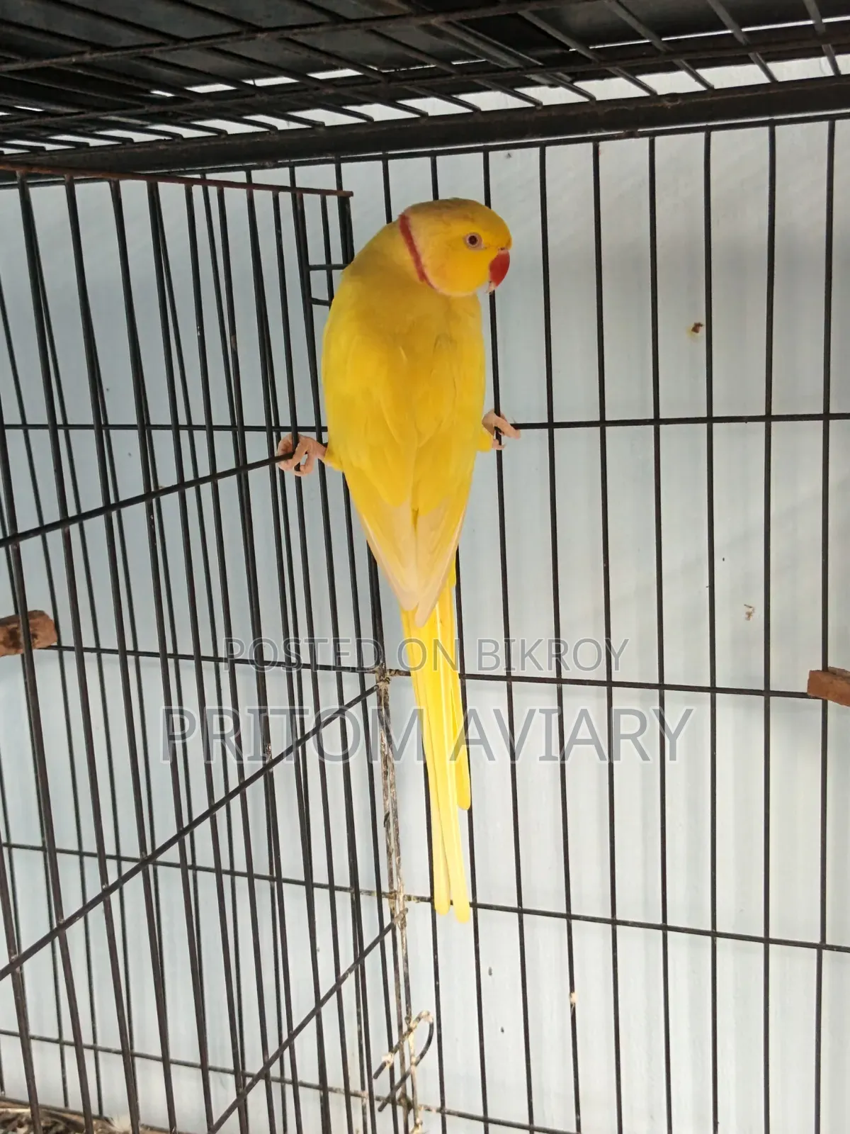 লুটিনো প্রাপ্তবয়স্ক পুরুষ
