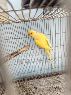 লুটিনো প্রাপ্তবয়স্ক পুরুষ
