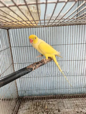 লুটিনো প্রাপ্তবয়স্ক পুরুষ