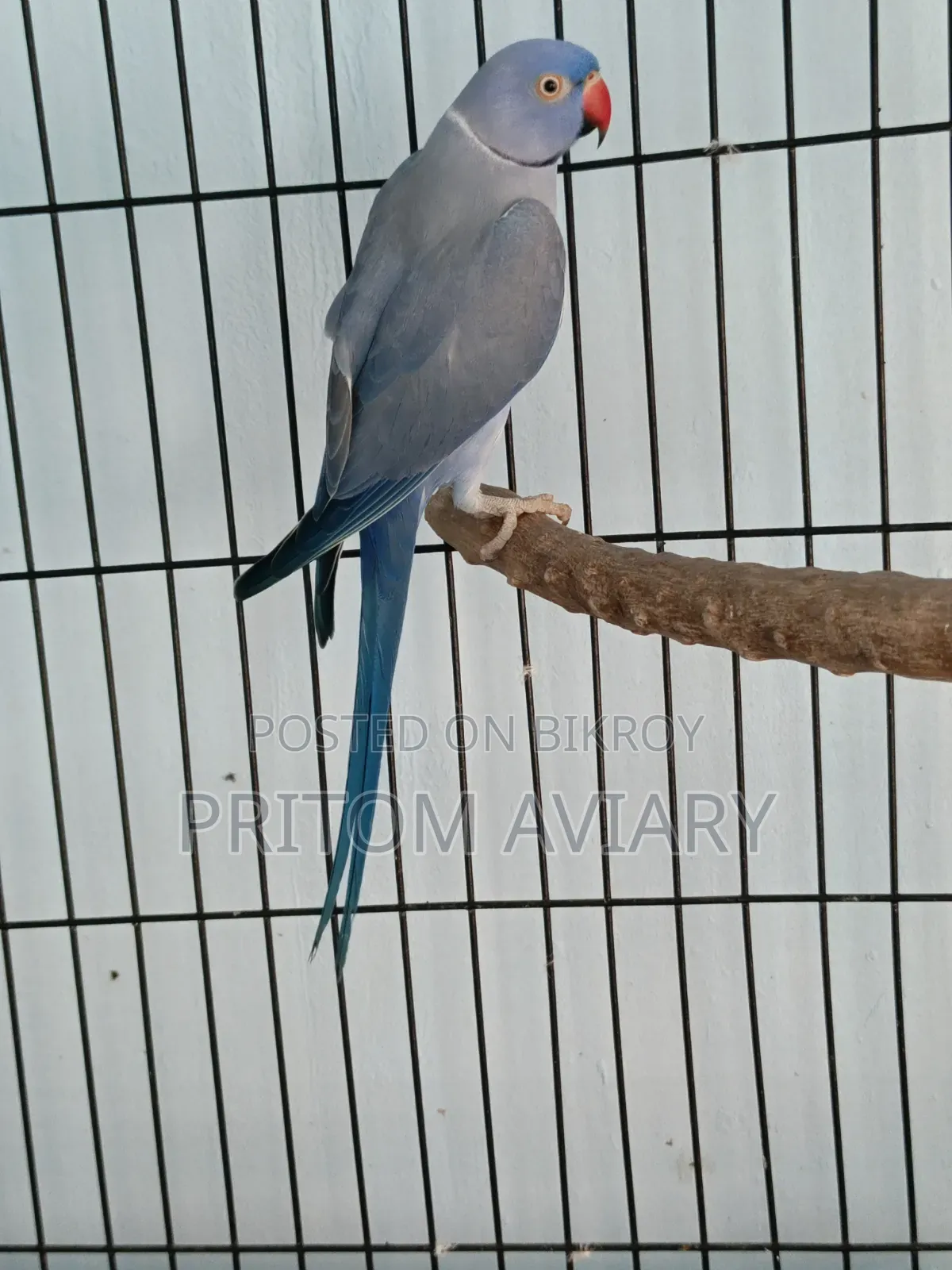 Violet Adult Male