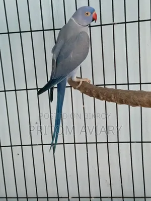 ভায়োলেট প্রাপ্তবয়স্ক পুরুষ