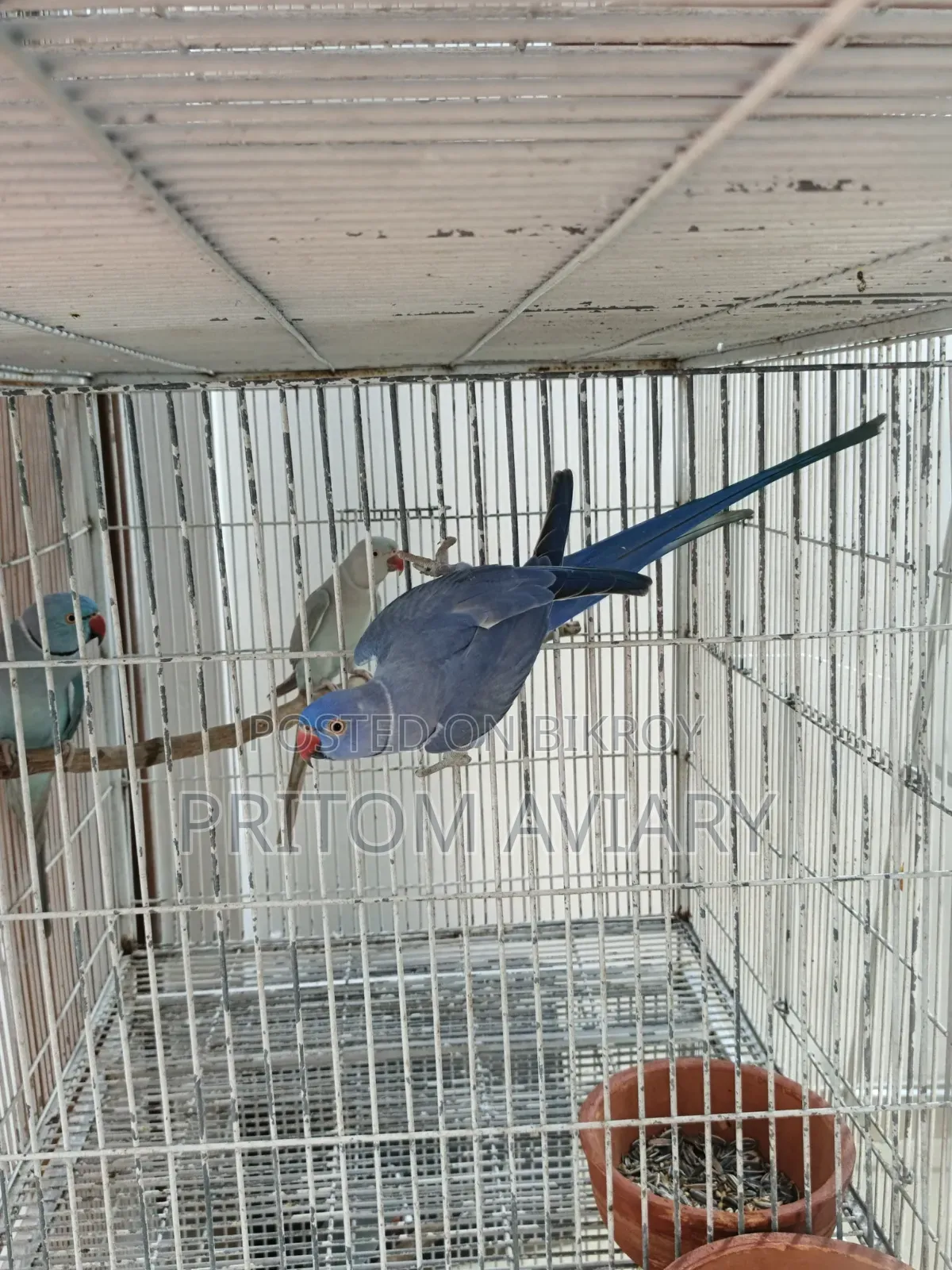 Violet Adult Male