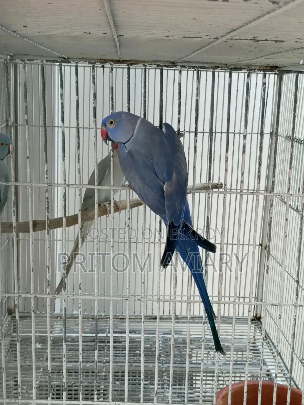 Violet Adult Male