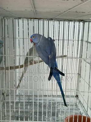 Violet Adult Male