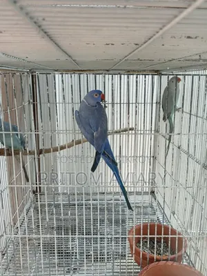 Violet Adult Male