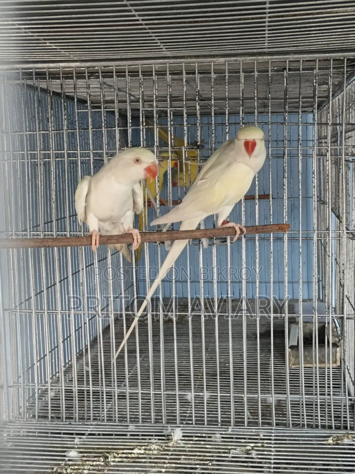 প্যালিড রিংনেক প্রাপ্তবয়স্ক জোড়া