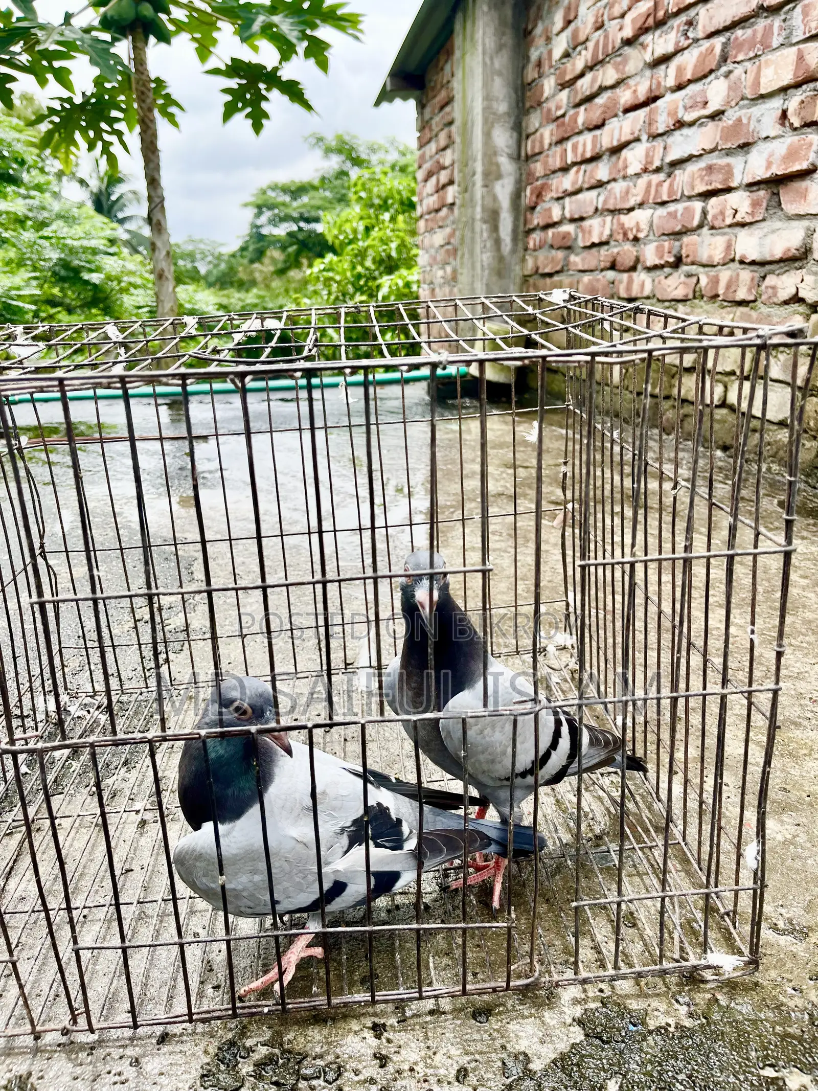 Sabji Racer Pigeon Squab
