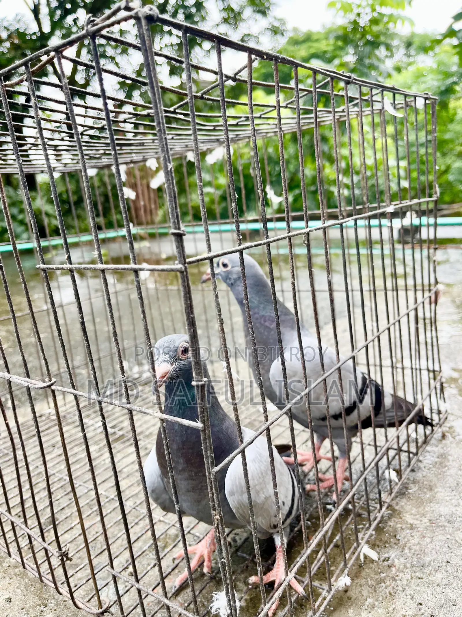 Sabji Racer Pigeon Squab