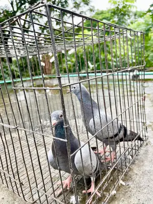 Sabji Racer Pigeon Squab