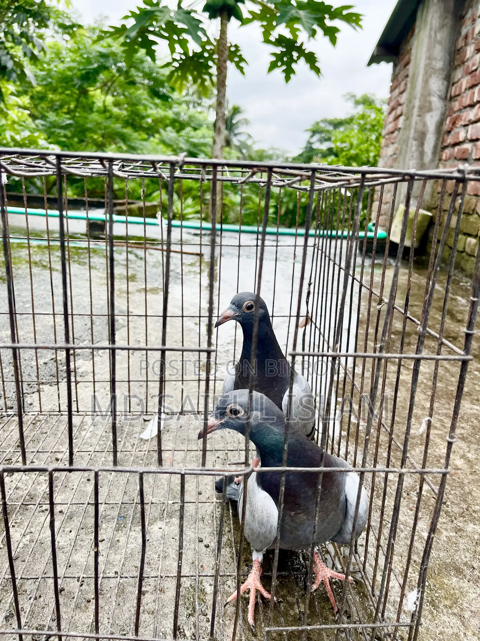 Sabji Racer Pigeon Squab