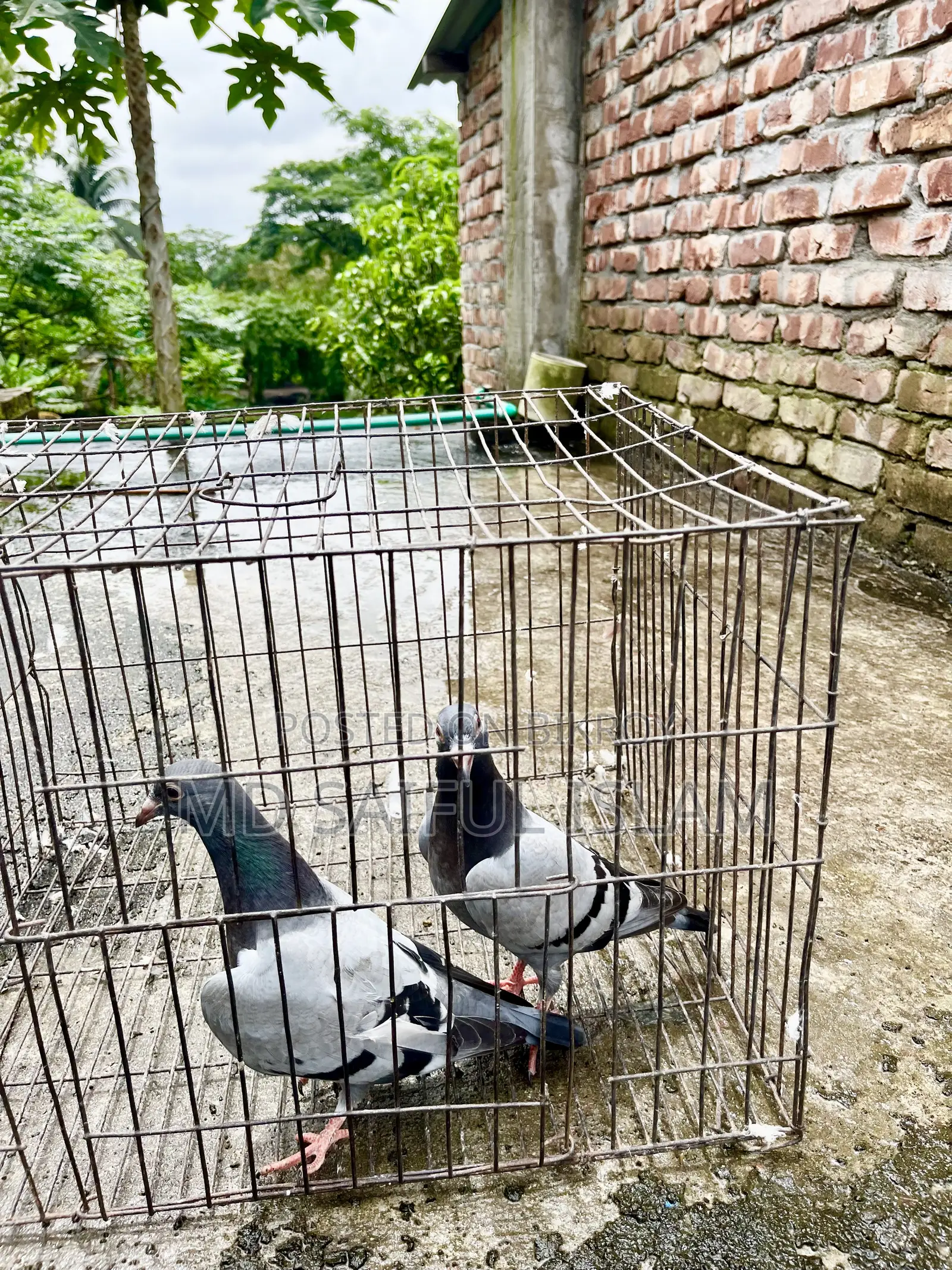 Sabji Racer Pigeon Squab