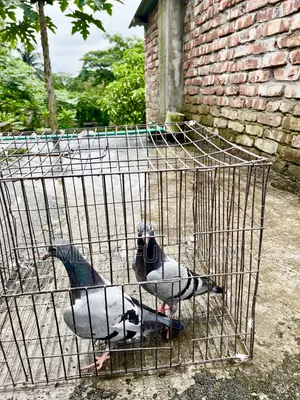 Sabji Racer Pigeon Squab