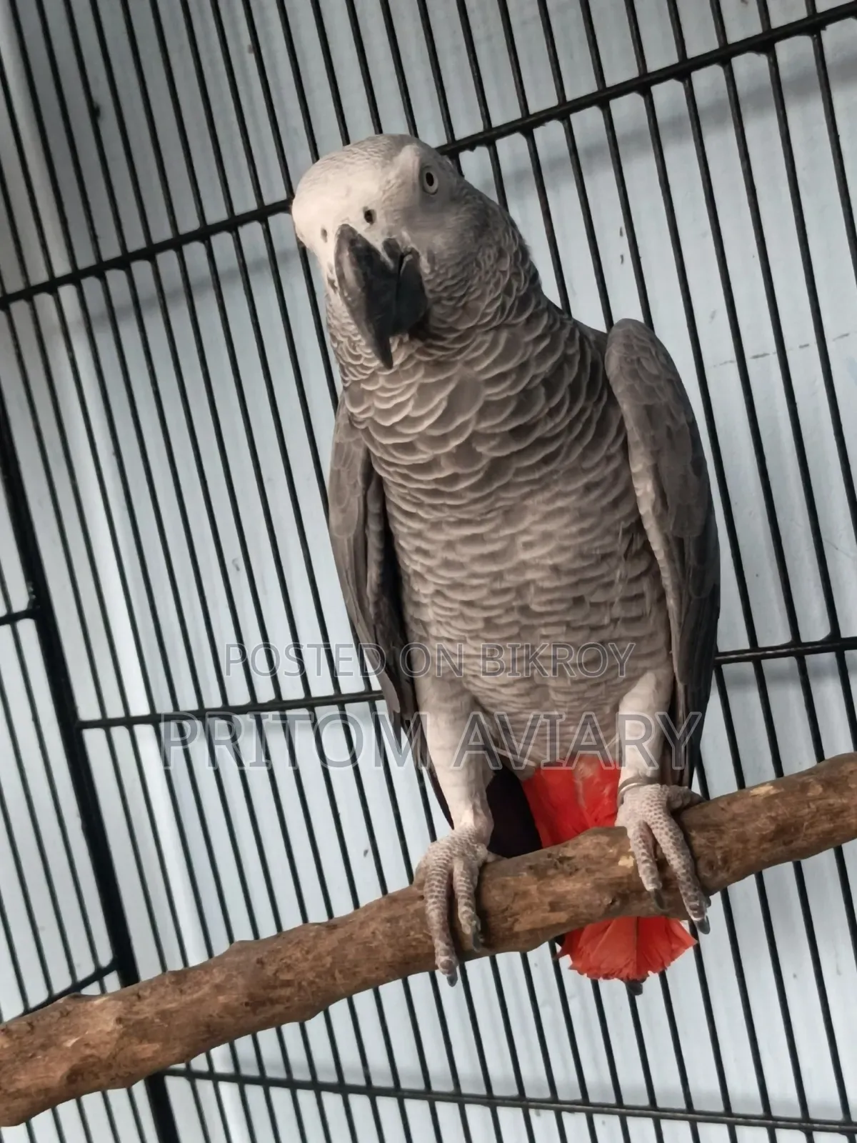 Grey Adult Male