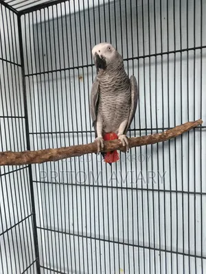 Grey Adult Male