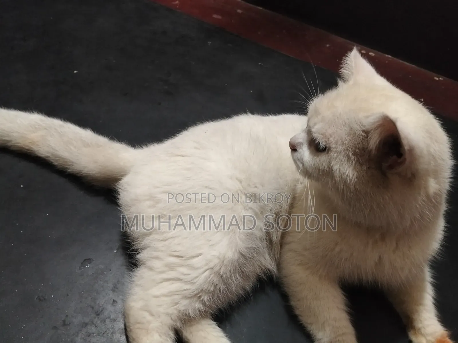 ৬-১২ মাসের পুরুষ বিশুদ্ধ পার্সিয়ান