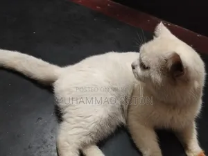 ৬-১২ মাসের পুরুষ বিশুদ্ধ পার্সিয়ান