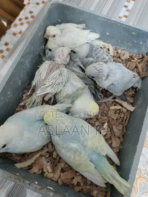 বাজিগর পাখির বাচ্চা