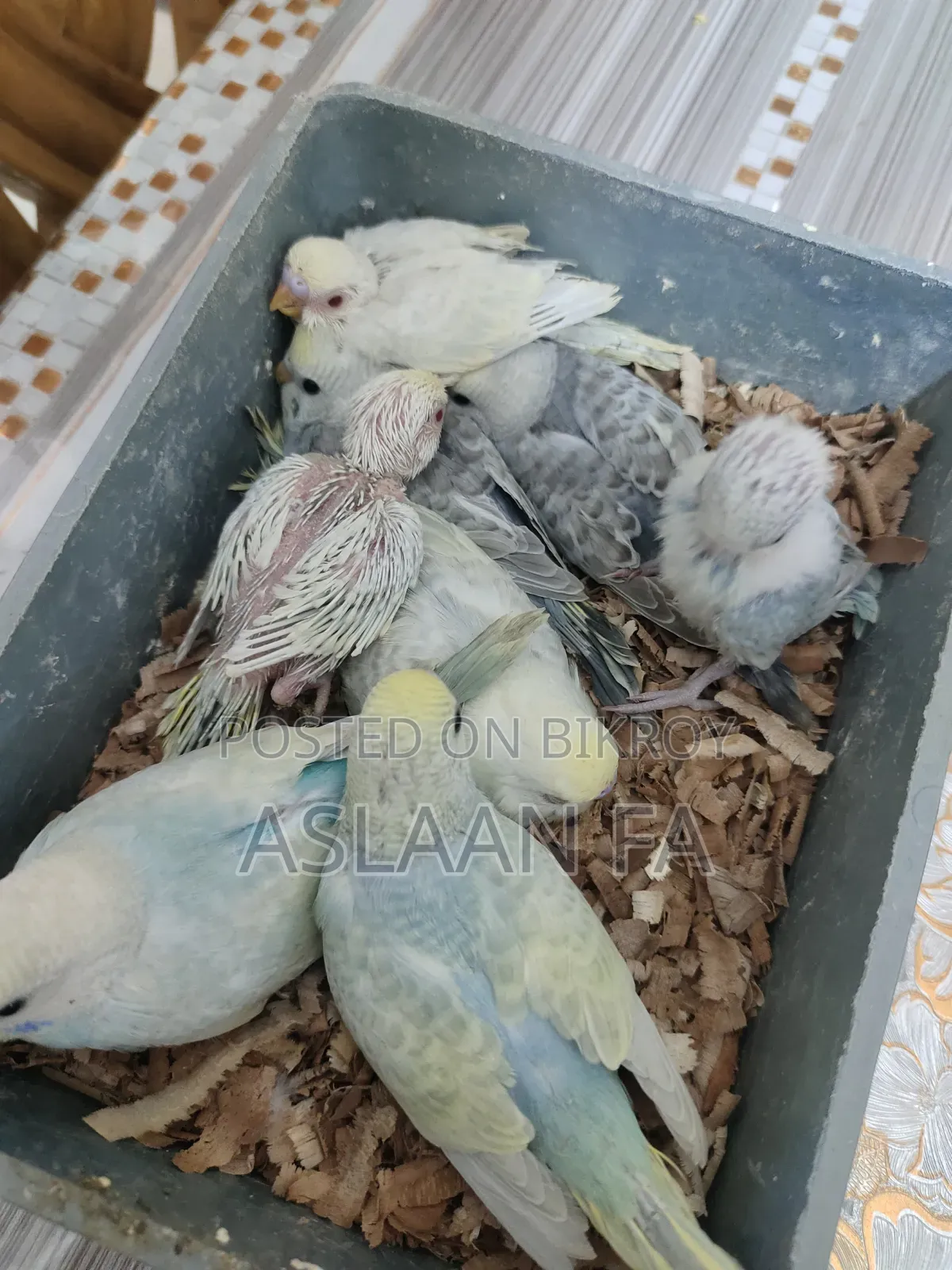 বাজিগর পাখির বাচ্চা