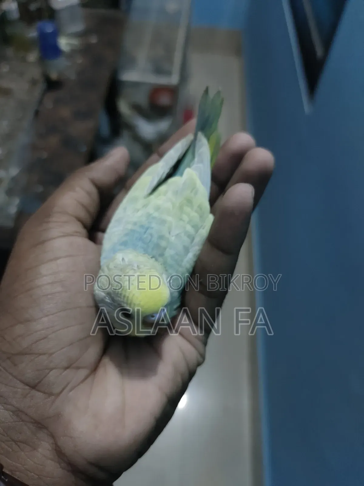 বাজিগর পাখির বাচ্চা