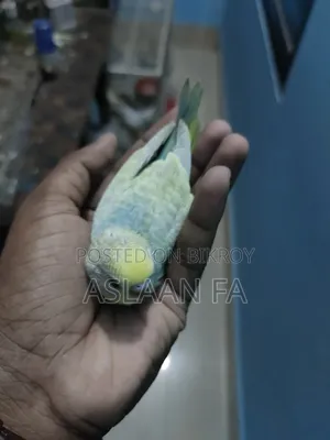 বাজিগর পাখির বাচ্চা